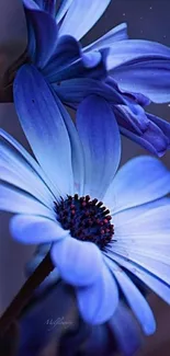 Close-up of blue flowers with delicate petals.