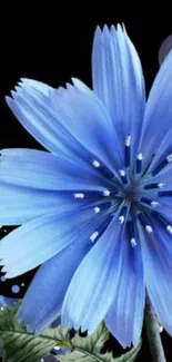 Elegant blue flower wallpaper on black background.