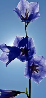 Blue flower silhouette against clear blue sky.