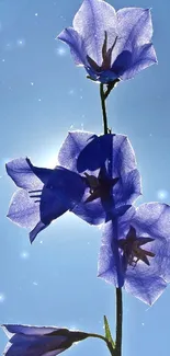 Silhouette of bluebell flowers against a bright blue sky.