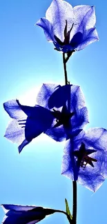 Blue flowers silhouetted against a bright sky.