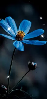 Vibrant blue flower on dark background, graceful and serene.