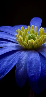 Elegant blue flower against a black background.