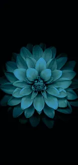 Elegant blue flower on a dark background for mobile wallpaper.