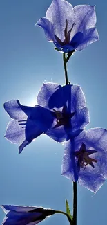 Delicate blue flowers with sky backdrop wallpaper.