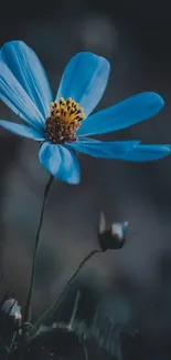 Elegant blue flower with dark background mobile wallpaper.