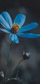 A vibrant blue flower against a dark, moody background on a mobile wallpaper.