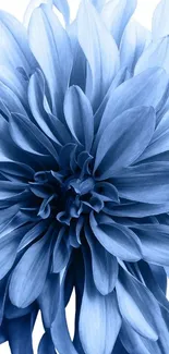 Elegant blue flower wallpaper with intricate petals.