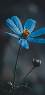 Elegant blue flower on dark background, perfect for mobile wallpaper.