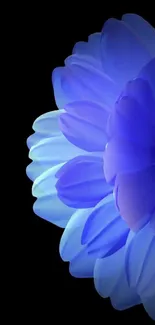 Elegant blue flower wallpaper on a black background.