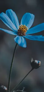 Mobile wallpaper featuring a vivid blue cosmos flower against a blurred background.