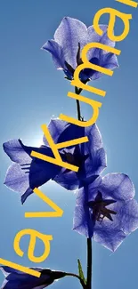 Elegant lavender flower silhouetted against a bold blue sky wallpaper.