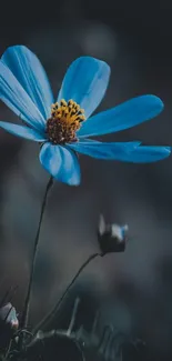 Elegant mobile wallpaper of a blue flower with dark background.