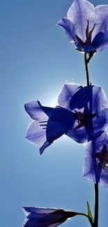 Elegant blue flowers silhouetted against a bright sky.