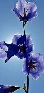 Elegant blue flowers silhouetted against a bright sky backdrop.