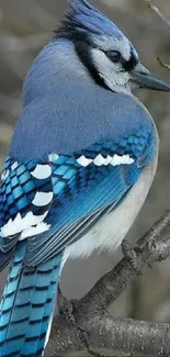 Blue jay perched on branch mobile wallpaper.