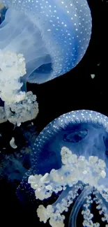 Elegant blue jellyfish floating gracefully underwater.