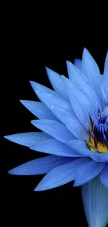 Elegant blue lotus flower on black background wallpaper.