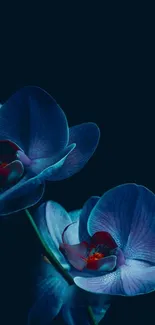 Elegant dark blue orchid flowers on a serene background.