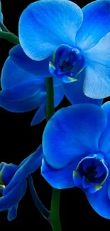 Stunning blue orchids on black background mobile wallpaper.