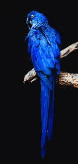 A vibrant blue parrot perched on a branch against a dark background.