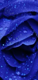 Blue rose wallpaper with dew-dropped petals and intense color.