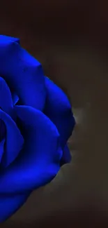 Vibrant blue rose on a dark, blurred background.