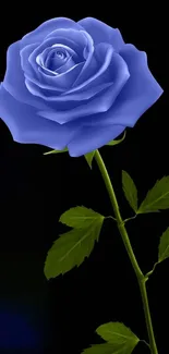 Elegant blue rose with green stem on black background.