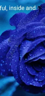 Elegant blue rose wallpaper with dew drops.