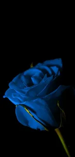 Elegant blue rose on dark background wallpaper.