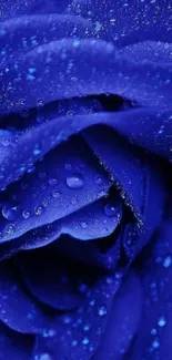 Blue rose with dewdrops mobile wallpaper.