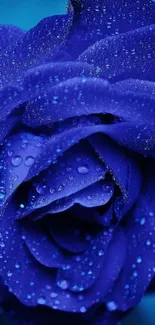 Elegant blue rose with water droplets wallpaper.