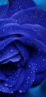 Vivid blue rose with dewdrops mobile wallpaper.