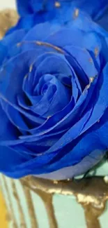 Close-up of a vibrant blue rose with golden accents.