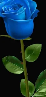 Vibrant blue rose with green leaves on black background.