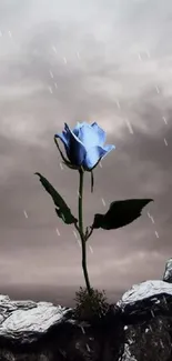 Blue rose against a serene sky