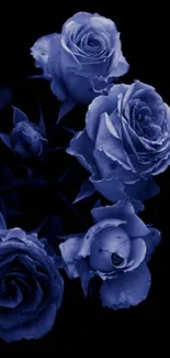 Elegant blue roses on a black background wallpaper.