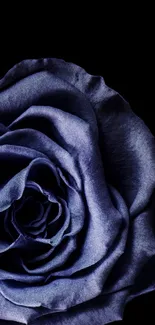 Elegant blue rose on a dark background for mobile wallpaper.