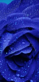 Vibrant blue rose with dew drops creating a refreshing, elegant floral display.