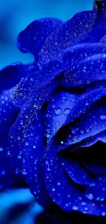 Elegant blue rose with raindrops on petals against a blurred blue background.