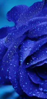 A close-up of a dewy blue rose, ideal for wallpaper.