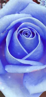 Close-up of a beautiful blue rose in full bloom.