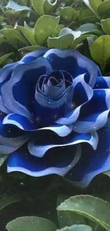 Vibrant blue rose with lush green leaves, perfect for mobile wallpaper aesthetic.