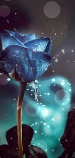 Enchanting mobile wallpaper with a blue rose and dew drops.