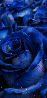 Elegant blue roses wallpaper with vibrant petals.