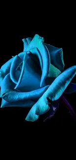 Blue rose on a black background mobile wallpaper.