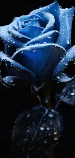 Blue rose with dewdrops on a black background.