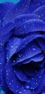 Close-up of a vibrant blue rose with dewdrops on petals.