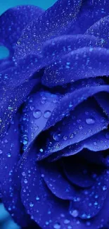 Blue rose with dew drops on petals.