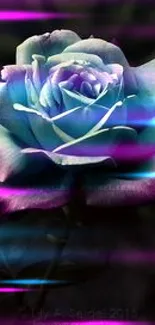 Elegant blue rose with purple edges on a dark background.